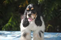 prince1male, a male Cocker Spaniel for sale in Oakland, OR – 1 of 9
