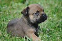 sable male "remi", a female French Bulldog for sale in Oakland, OR – 4 of 9