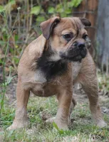 sable male "remi", a female French Bulldog for sale in Oakland, OR – 8 of 10