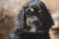 Tri Prince, a male Cocker Spaniel for sale in Oakland, OR – 6 of 10