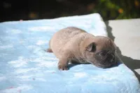 blue1male, a male French Bulldog for sale in Oakland, OR – 9 of 10
