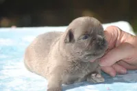 blue1male, a male French Bulldog for sale in Oakland, OR – 2 of 10