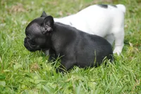 black fem "grace", a female French Bulldog for sale in Oakland, OR – 3 of 10