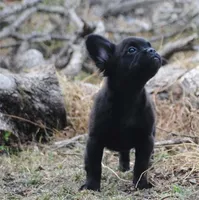 Black boy "charlie", a male French Bulldog for sale in Oakland, OR – 6 of 10