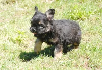 Black and tan boy "tater", a male French Bulldog for sale in Oakland, OR – 2 of 10