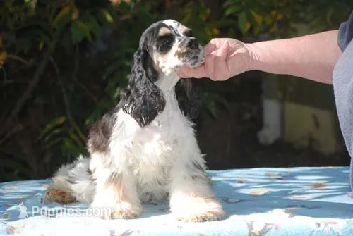 prince3male – Cocker Spaniel puppy for sale in Oakland, OR