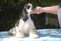prince3male, a male Cocker Spaniel for sale in Oakland, OR – 1 of 9