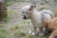 merlefem "Daisey", a female French Bulldog for sale in Oakland, OR – 3 of 10