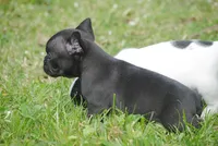 black fem "grace", a female French Bulldog for sale in Oakland, OR – 9 of 10