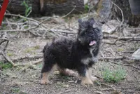 Black and tan boy "tater", a male French Bulldog for sale in Oakland, OR – 2 of 10