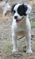 parti male "tipper", a male French Bulldog for sale in Oakland, OR – 10 of 10