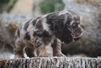 princess, a female Cocker Spaniel for sale in Oakland, OR – 10 of 10