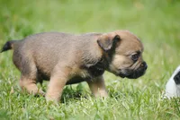 sable male "remi", a female French Bulldog for sale in Oakland, OR – 8 of 9