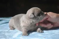 blue3male, a male French Bulldog for sale in Oakland, OR – 2 of 8