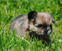 merlefem "Daisey", a female French Bulldog for sale in Oakland, OR – 10 of 10