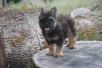Black and tan boy "tater", a male French Bulldog for sale in Oakland, OR – 7 of 10