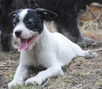 parti fem "missy", a female French Bulldog for sale in Oakland, OR – 3 of 8