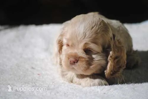 buff3fem – Cocker Spaniel puppy for sale in Oakland, OR