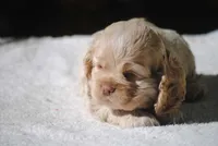 buff3fem, a female Cocker Spaniel for sale in Oakland, OR – 1 of 10