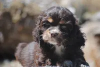 chocolate prince, a male Cocker Spaniel for sale in Oakland, OR – 3 of 10