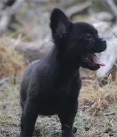 Black boy "charlie", a male French Bulldog for sale in Oakland, OR – 7 of 10