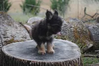 Black and tan boy "tater", a male French Bulldog for sale in Oakland, OR – 6 of 10