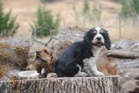 merlin parti girl, a female Cocker Spaniel for sale in Oakland, OR – 9 of 10