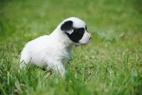 parti male "tipper", a male French Bulldog for sale in Oakland, OR – 9 of 10