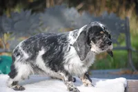Tia, a female Cocker Spaniel for sale in Oakland, OR – 3 of 9