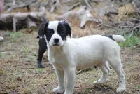 parti male "tipper", a male French Bulldog for sale in Oakland, OR – 4 of 10
