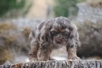 princess, a female Cocker Spaniel for sale in Oakland, OR – 3 of 10