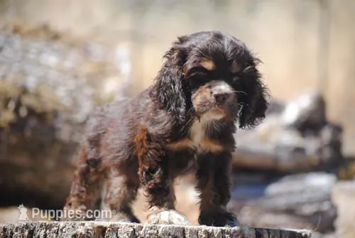 chocolate prince – Cocker Spaniel puppy for sale in Oakland, OR