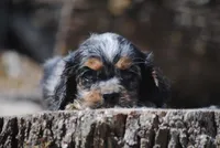 princeboy1, a male Cocker Spaniel for sale in Oakland, OR – 3 of 10