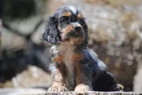 princeboy1, a male Cocker Spaniel for sale in Oakland, OR – 2 of 10