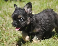 Black and tan boy "tater", a male French Bulldog for sale in Oakland, OR – 4 of 10
