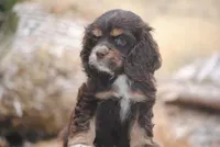 chocolate prince, a male Cocker Spaniel for sale in Oakland, OR – 8 of 10