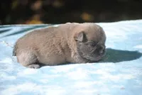 blue1male, a male French Bulldog for sale in Oakland, OR – 10 of 10