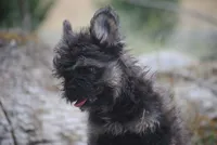 Black and tan boy "tater", a male French Bulldog for sale in Oakland, OR – 8 of 10