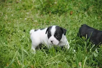 parti fem "missy", a female French Bulldog for sale in Oakland, OR – 8 of 10