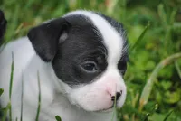 parti fem "missy", a female French Bulldog for sale in Oakland, OR – 1 of 10