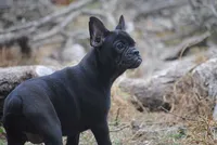black fem "grace", a female French Bulldog for sale in Oakland, OR – 9 of 10