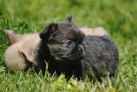 Blue and tan fem "lilly", a female French Bulldog for sale in Oakland, OR – 9 of 10