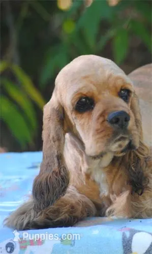 merlin sable girl – Cocker Spaniel puppy on hold in Oakland, OR