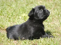 Black boy "charlie", a male French Bulldog for sale in Oakland, OR – 10 of 10