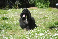 mrmr, a male Cocker Spaniel for sale in Oakland, OR – 3 of 10