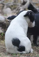 parti fem "missy", a female French Bulldog for sale in Oakland, OR – 8 of 8