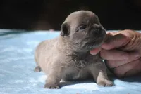 blue1male, a male French Bulldog for sale in Oakland, OR – 7 of 10