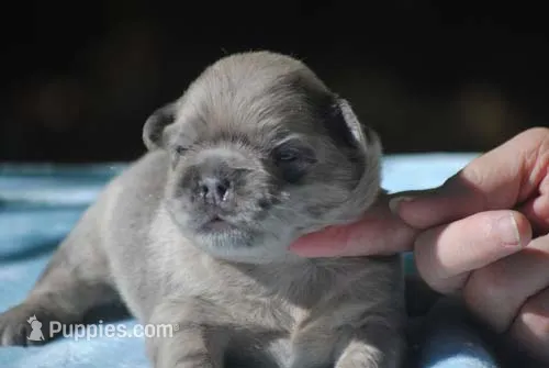 blue3male – French Bulldog puppy for sale in Oakland, OR