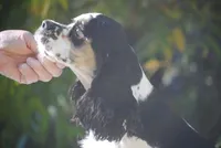 prince3male, a male Cocker Spaniel for sale in Oakland, OR – 9 of 9