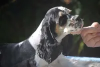prince3male, a male Cocker Spaniel for sale in Oakland, OR – 4 of 9